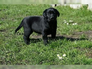 Reinrassige Labrador Retriever Welpen