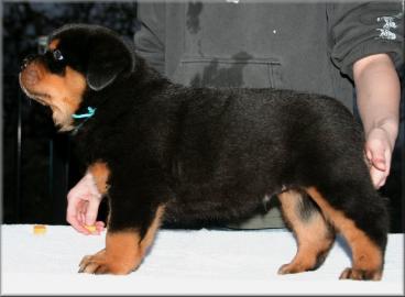 S��e  Rottweiler welpen