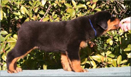 S��e  Rottweiler welpen