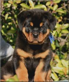 S��e  Rottweiler welpen