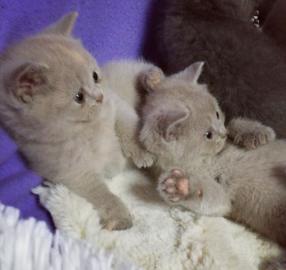 BKH Kitten sucht liebe volle Familien