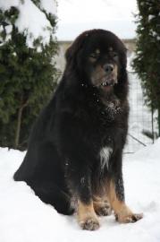Tibetdogge, Tibetmastiff, Do Khyi Welpen