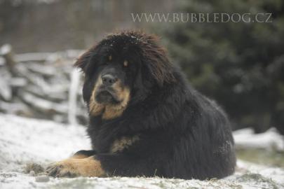 Tibetdogge, Tibetmastiff, Do Khyi Welpen