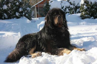 Tibetdogge, Tibetmastiff, Do Khyi Welpen