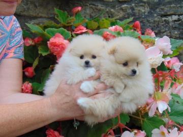 Teeny Tiny Creme pomeranian