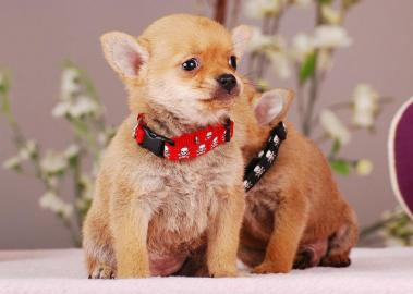 Chihuahua welpen in Kurz-und Langhaar