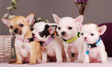 Chihuahua welpen in Kurz-und Langhaar