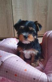 Teacup Yorkie Welpen zu verkaufen