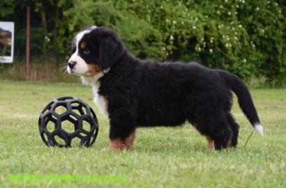 Berner Sennenhund-Welpen mit Papiere FCI