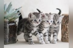 Britisch Kurzhaar Babys silver-tabby