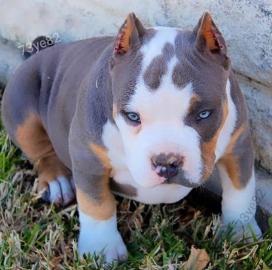 Pitbull Blueline Welpen verf?gbar
