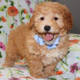 Sind Sie bereit f�r einen sch�nen Welpen