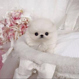 Superkleine Erh?ltlich Pomeranian Zwergs