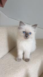 Reine Ragdoll K?tzchen. 