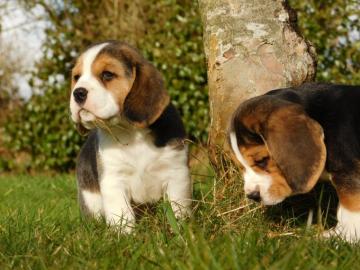 Charmant Beagle-Welpen