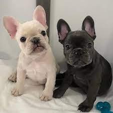Entz?ckende Franz?sische Bulldoggen Welp