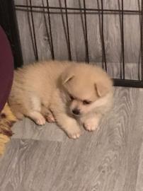 Atemberaubende Pomsky-Welpen