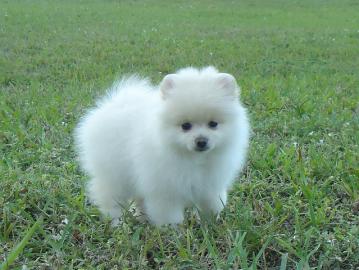 Pomeranian  / Zwergspitz Welpen