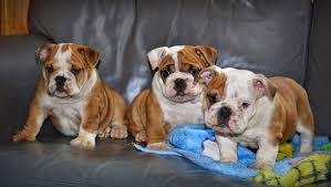 Englische Bulldoggen welpen whatsapp num