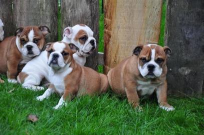 Magische Englisch Bulldogge Welpen berei