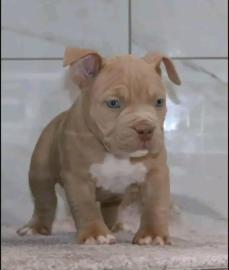 Pitbull-Welpen mit Papieren