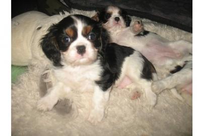 Tricolour Cavalier king charles welpen