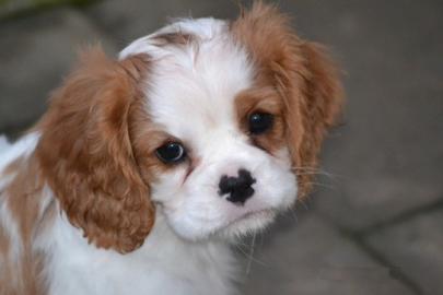 Tricolour Cavalier king charles welpen