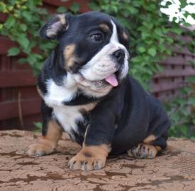 English Bulldog Welpen mit Papiere