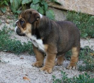 English Bulldog Welpen mit Papiere