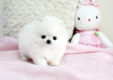 (Pomeranian)Welpe Watzap :+491732426064