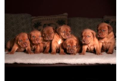 wundersch�ne reinrassigen Bordeauxdogge