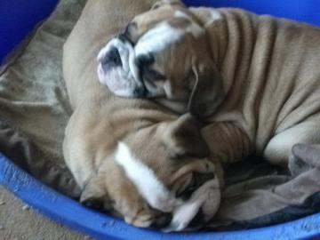 Extrah�bsche Englische Bulldoge Welpen . 