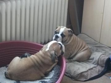 Extrah�bsche Englische Bulldoge Welpen . 