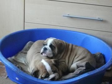 Extrah�bsche Englische Bulldoge Welpen . 