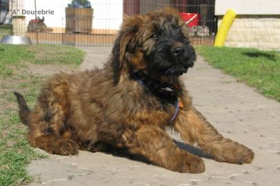 briard