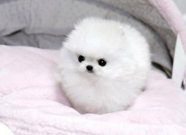 Bezaubernde Pomeranien Zwergspitz mit VD