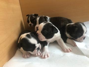 Boston Terrier Welpen VDH