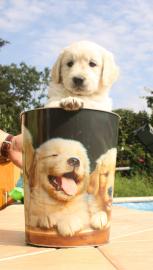 Golden Retriever Welpen mit Stammbaum !