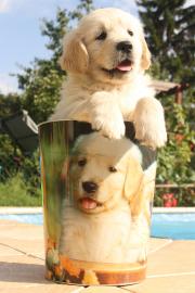 Golden Retriever Welpen mit Stammbaum !
