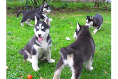 Reinrassige Siberian Huskywelpen