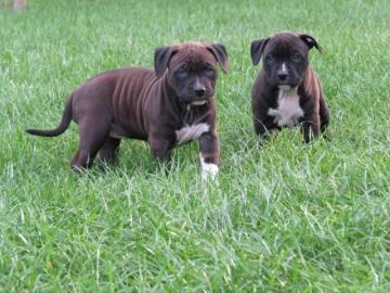 XXL American Bully Pitbull Blueline Welp
