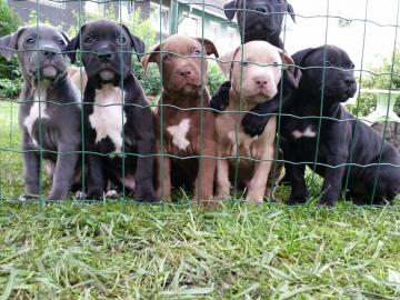 XXL American Bully Pitbull Blueline Welp