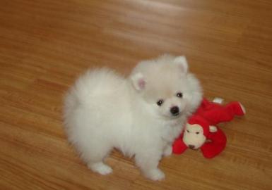 Pomeranian Zwergspitz Welpe abzugeben