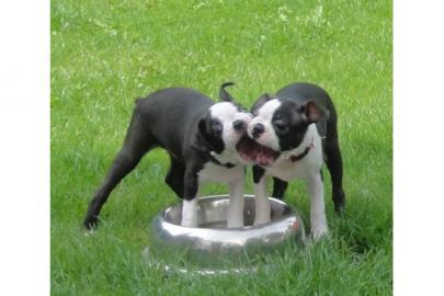 Boston Terrier Welpen