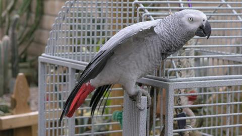 Graupapageien zur kostenlosen Adoption