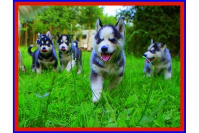 Siberian Husky Welpen