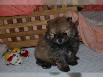 Mini Pomeranian Zwergspitz Bobo