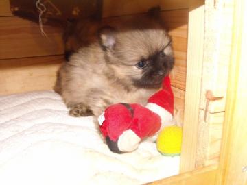 Mini Pomeranian Zwergspitz Bobo