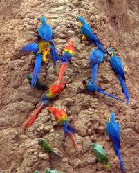 Nette Ara Papageien zum Verkauf