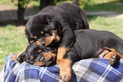 Rottweiler Welpen zu verkaufen